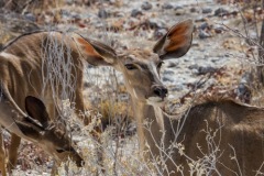 kruse_namibia2015_168