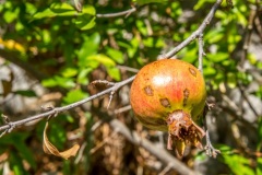 GRANATAPFEL (kruse_herzegowina-2019_048)