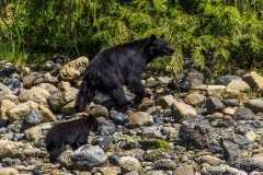 bearwatching-2016_020