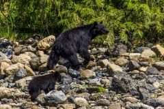 bearwatching-2016_020