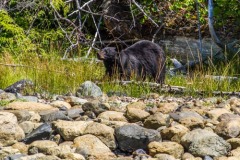 bearwatching-2016_022