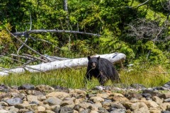 bearwatching-2016_024