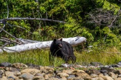 bearwatching-2016_025