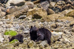 bearwatching-2016_029