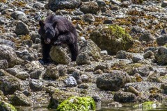 bearwatching-2016_044