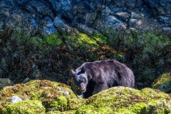 bearwatching-2016_053