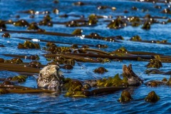 tofino-2016_036